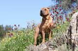 SHAR-PEI 422